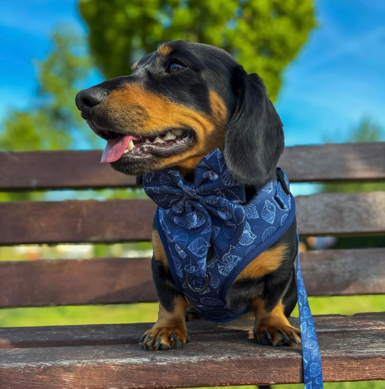 Paws & Pearls Harness