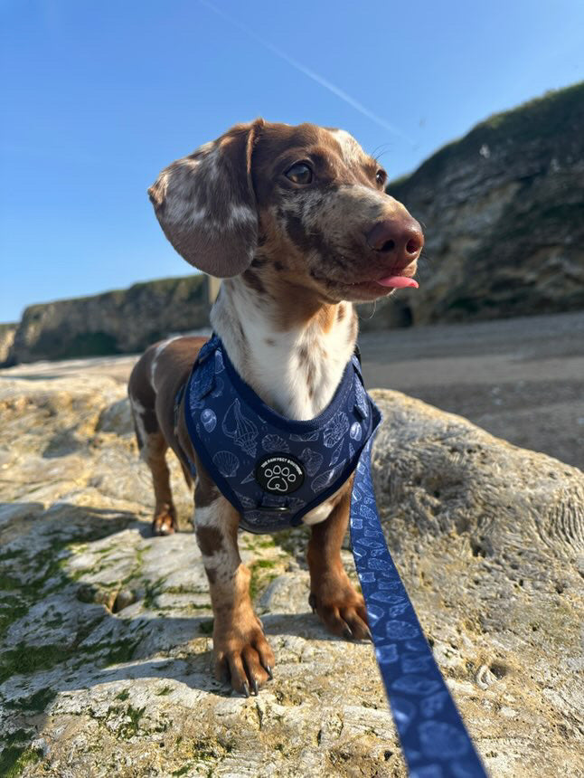 Paws & Pearls Harness