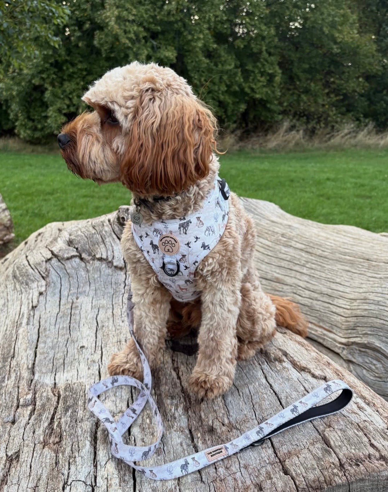 Barking Wild Harness