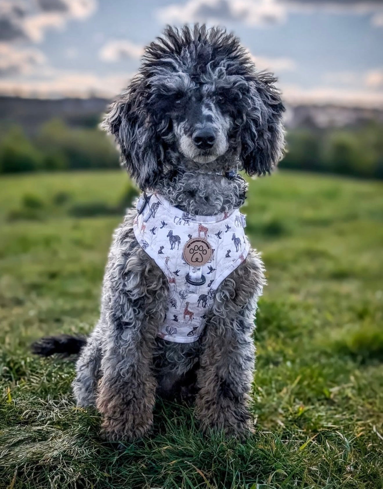 Barking Wild Harness