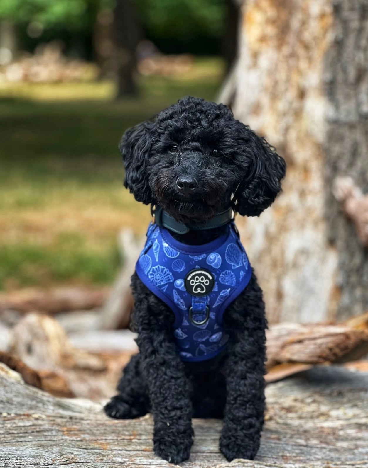 Paws & Pearls Harness