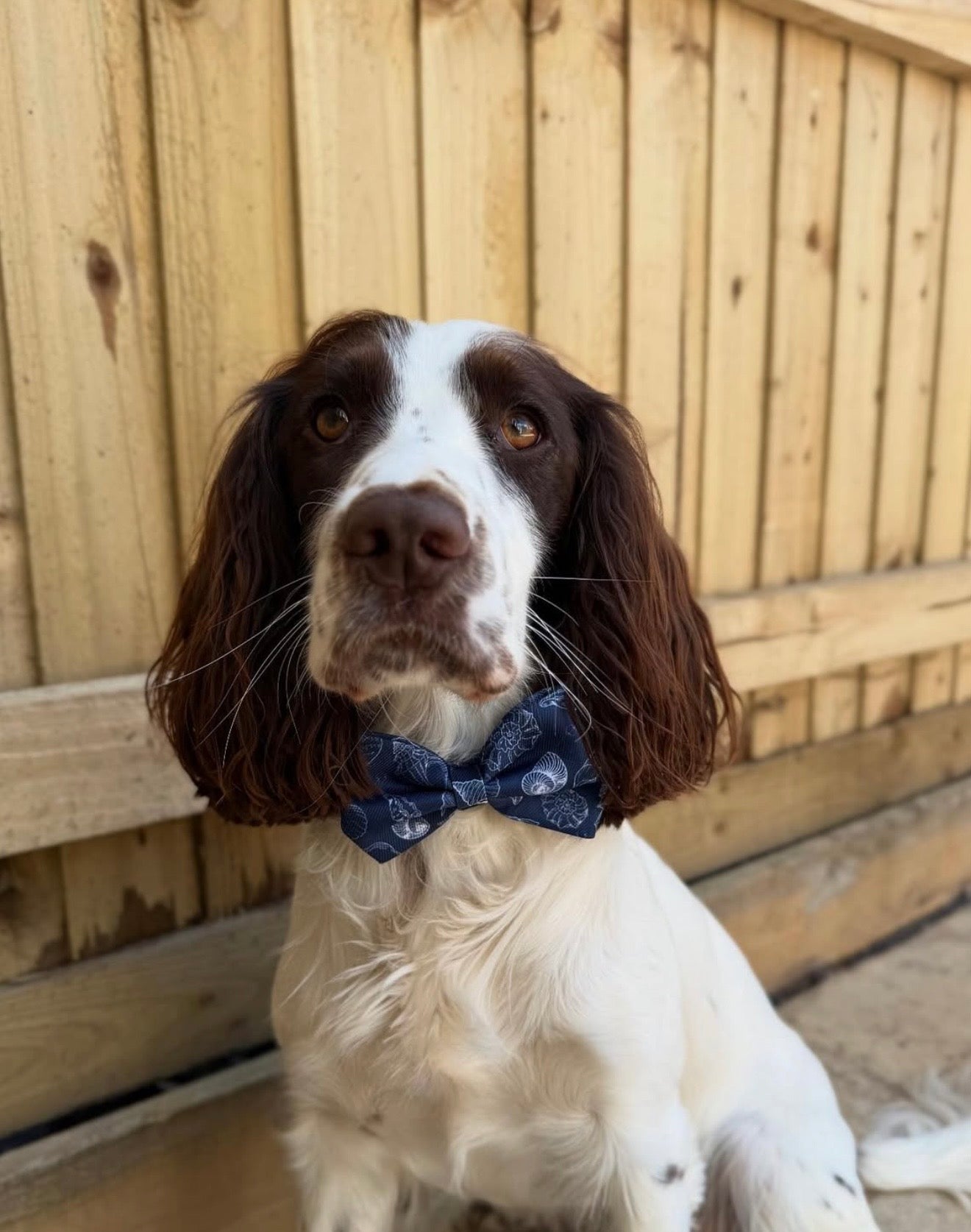 Paws & Pearls  Bow Tie