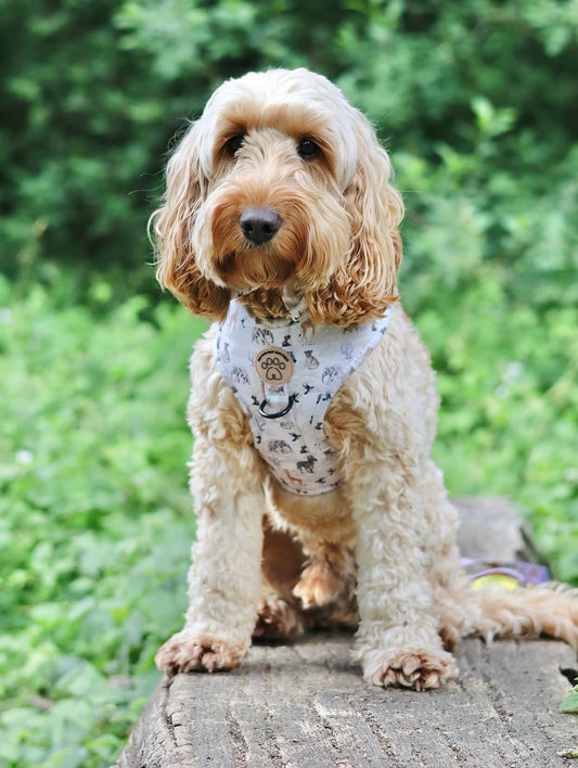 Barking Wild Harness