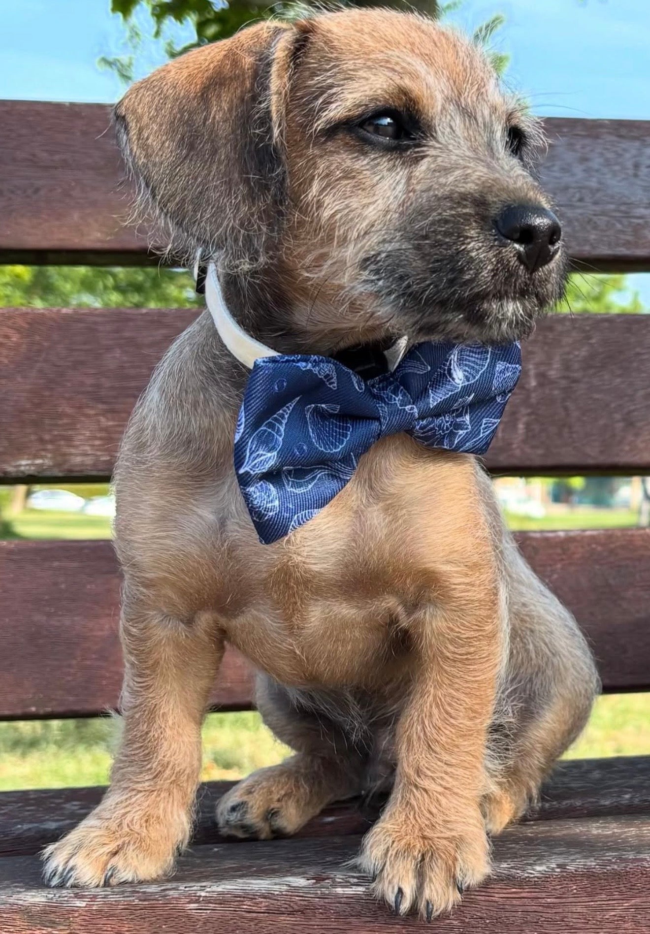 Paws & Pearls  Bow Tie