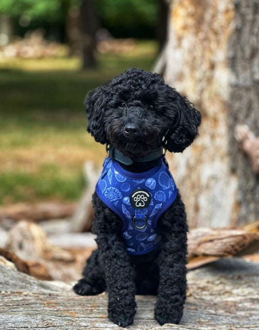 Paws & Pearls Harness
